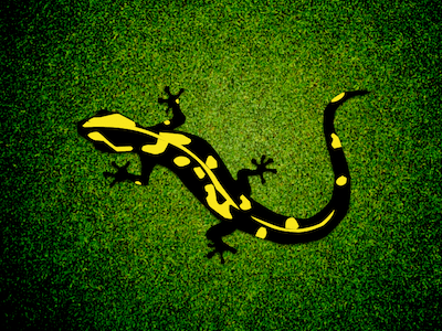 Fire Salamander Illustration