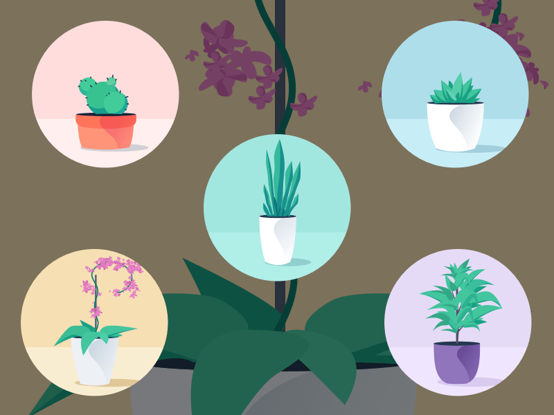 Office Plants Illustrations