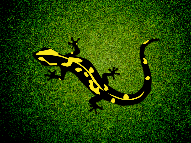 Fire Salamander Illustration